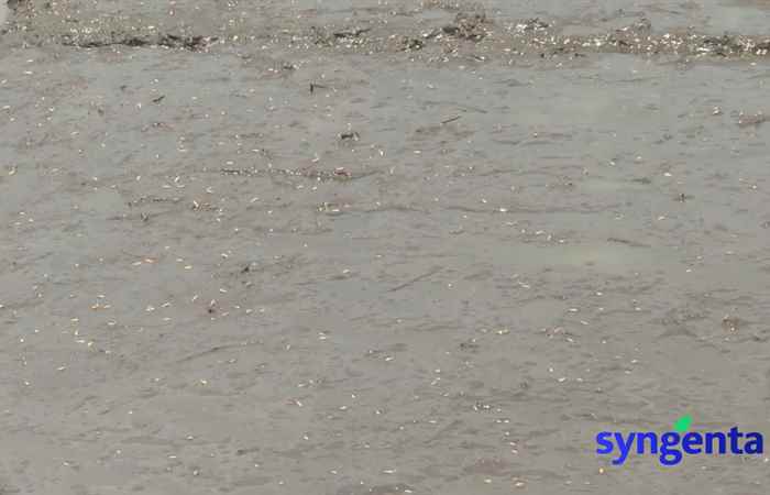 Syngenta và tôi:  Sạch Cỏ sung Chồi (26-04-2022)